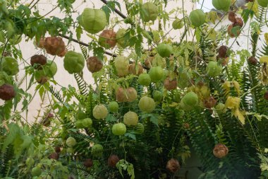 Alquequenje, avluda Çin feneri, dekoratif bitki.