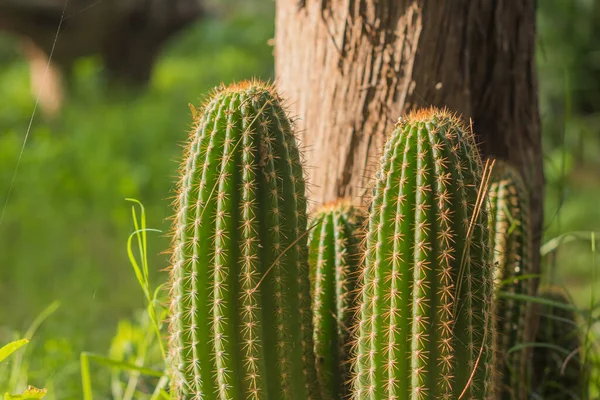 Captus San Pedro Campo Echinopsis Pachanoi — Fotografia de Stock