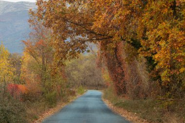 Sonbahar dağ manzarası yoğun bitki örtüsüyle canlı sonbahar renkleri, sonbahar ağacı tüneli