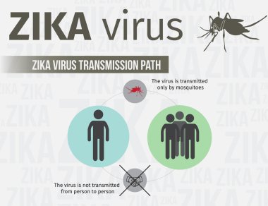 Zika virüs Infographic şablon iletim yolu içerir. EPS 10