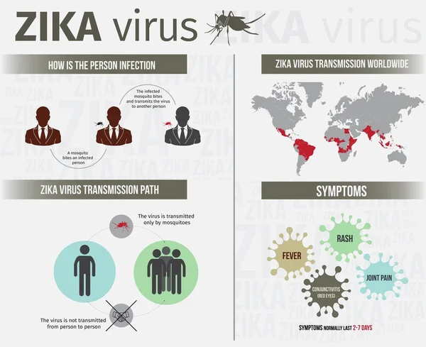 Modello di infografica virus Zika includono trasmissione, sintomo, e percorso di infezione. EPS 10 — Vettoriale Stock