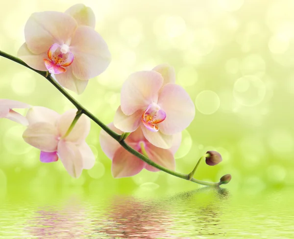 Orchid en reflectie op witte achtergrond — Stockfoto