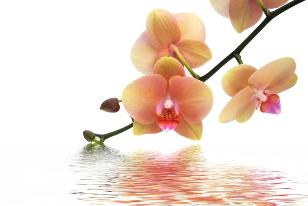 Orchid en reflectie op witte achtergrond — Stockfoto