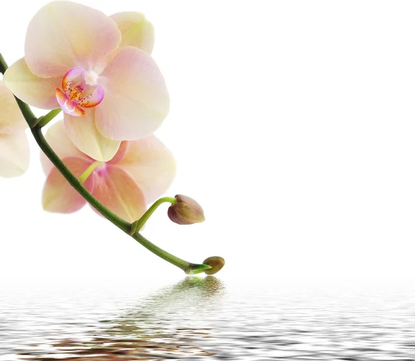 Orchid en reflectie op witte achtergrond — Stockfoto