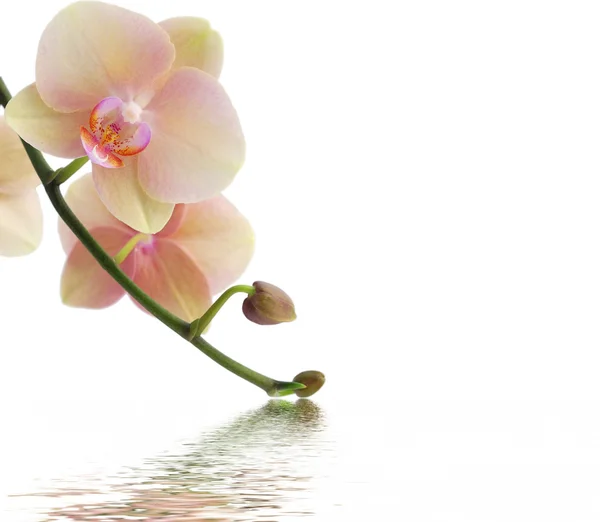 Orchid en reflectie op witte achtergrond — Stockfoto