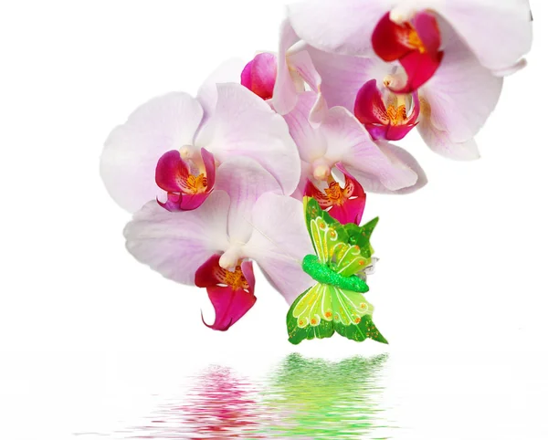 Orchidej a reflexe na bílém pozadí — Stock fotografie