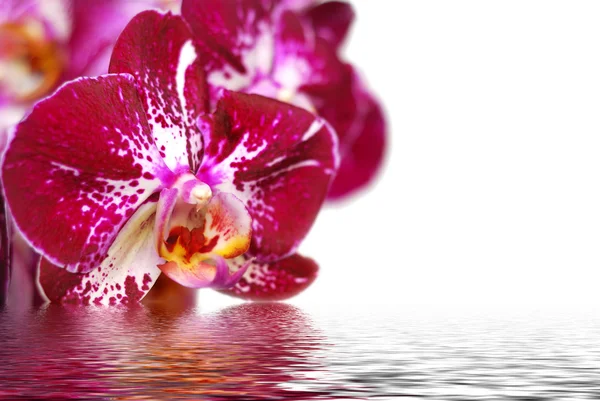 Orchidej a reflexe na bílém pozadí — Stock fotografie