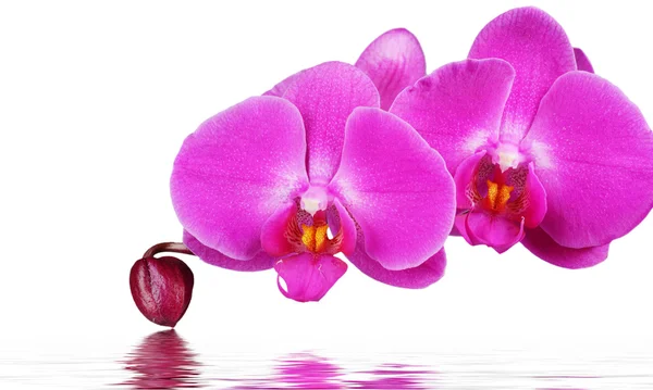 Orchidej a reflexe na bílém pozadí — Stock fotografie