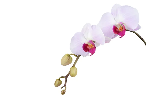 Orchidej izolovaných na bílém pozadí. Closeup — Stock fotografie
