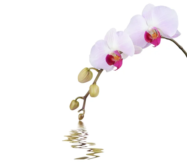 Orchidej a reflexe na bílém pozadí — Stock fotografie