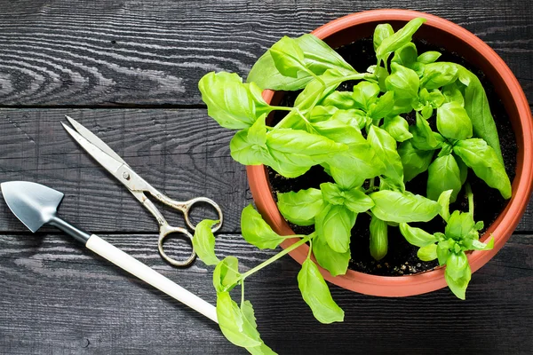 Albahaca creciendo en maceta en casa — Foto de Stock