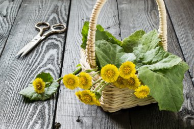 Tıbbi bitki coltsfoot (Tussilago farfara)  