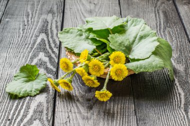Tıbbi bitki coltsfoot (Tussilago farfara)  