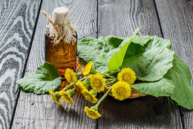 Tıbbi bitki coltsfoot (Tussilago farfara) ve infüzyon