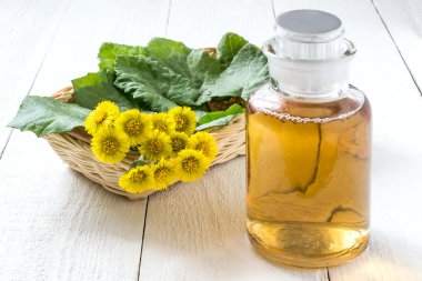 Tıbbi bitki coltsfoot (Tussilago farfara) ve infüzyon  