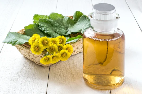 Tıbbi bitki coltsfoot (Tussilago farfara) ve infüzyon — Stok fotoğraf