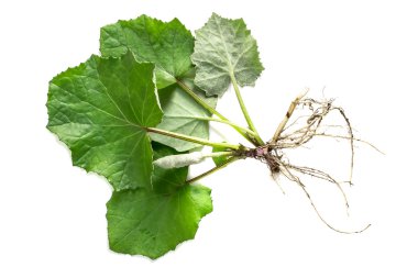 Tıbbi bitki coltsfoot (Tussilago farfara)  