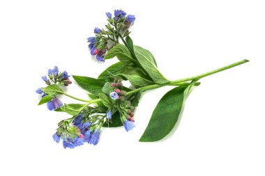 Medicinal plant comfrey on a white background  clipart