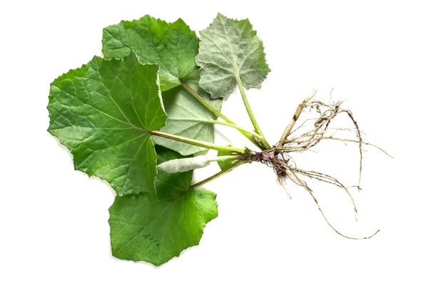 Medicinal plant coltsfoot (Tussilago farfara) — Stock Photo, Image