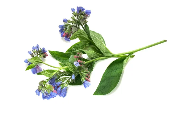 药用植物紫草科植物在白色背景上 — 图库照片