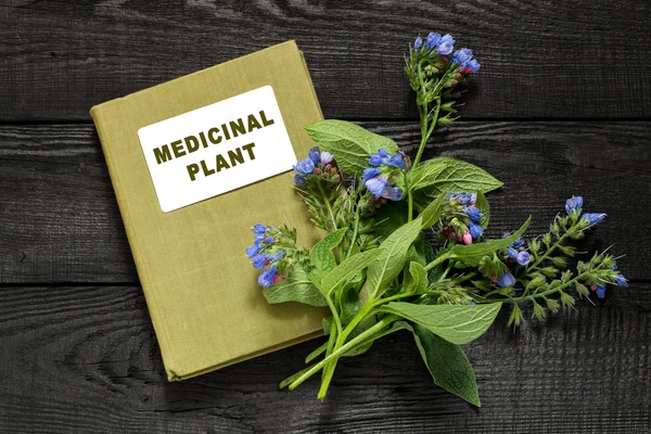 Medicinal plant comfrey and directory medicinal plant — Stock Photo, Image