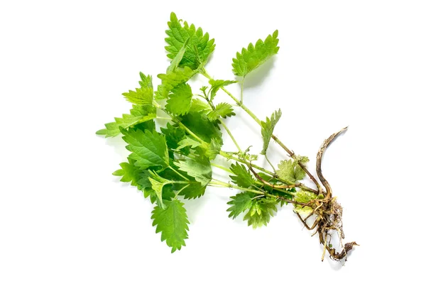 Medicinal plant nettle (Urtica dioica) — Stock Photo, Image