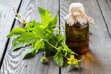 Herb Bennett (Geum urbanum) ve ilaç şişesi 