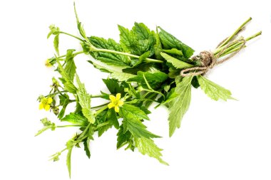 Şifalı bitki bitki bennett (Geum urbanum) 