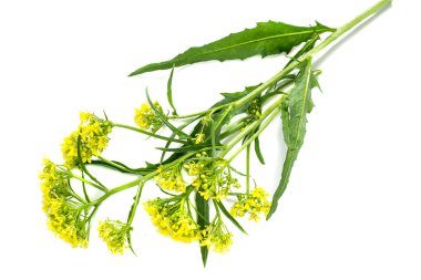 Tıbbi bitki Bunias orientalis  