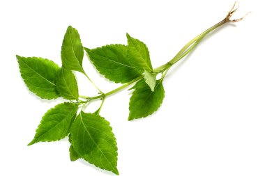 Şifalı bitki Gutweed (Aegopodium) 