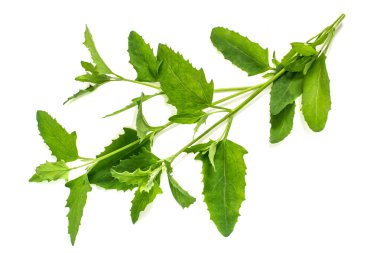 Tıbbi bitki Atriplex 