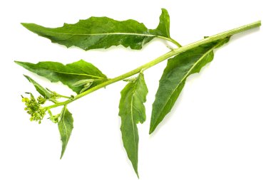 Tıbbi bitki Bunias orientalis  