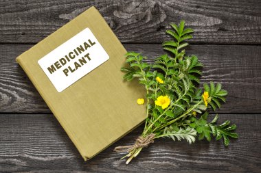 Silverweed (Potentilla anserine) and directory medicinal plant   clipart