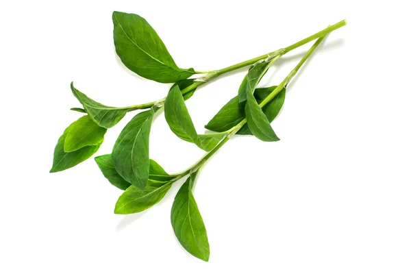 Planta medicinal Polygonum aviculare o pasto común — Foto de Stock