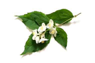 Tıbbi bitki Philadelphus (Yasemin, sahte turuncu) 