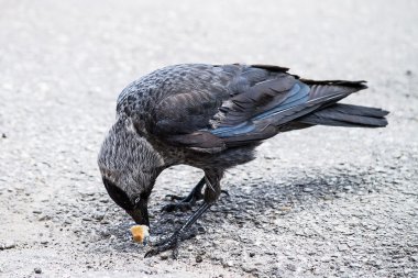 Jackdaw (Corvus monedula) ekmek bir parça ısırmak 