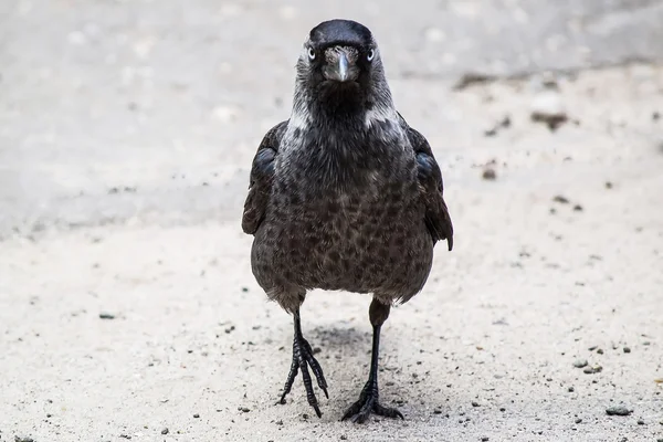 Jackdaw (Corvus monedula) is full-face on the trowalk — стоковое фото