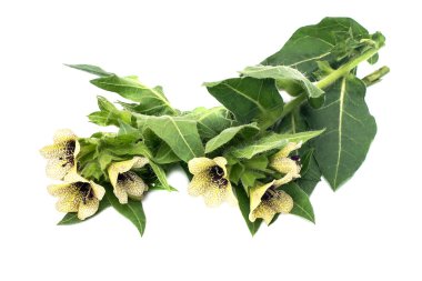 Zehirli bitki henbane siyah (Hyoscyamus niger)   