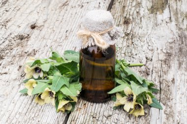 Siyah henbane (Hyoscyamus niger) ve yağ  
