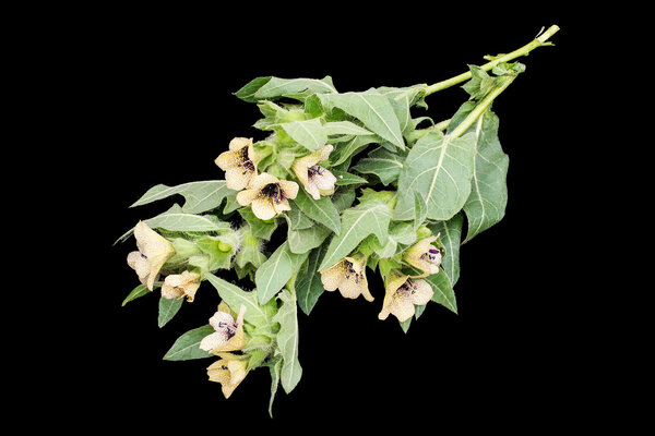 Poisonous plant henbane black (Hyoscyamus niger)   