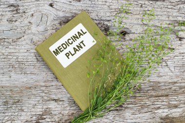 Çoban çantası (Capsella bursa-pastoris) ve dizin medicin