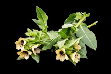 Zehirli bitki henbane siyah (Hyoscyamus niger)   