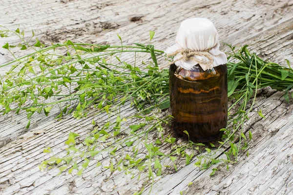 Bolso de pastor de plantas medicinales (Capsella bursa-pastoris ) — Foto de Stock