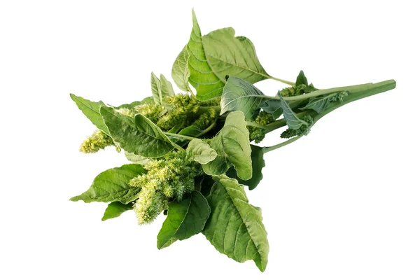 Retroot pigweed (Amaranthus retroflexus) auf weißem Hintergrund — Stockfoto