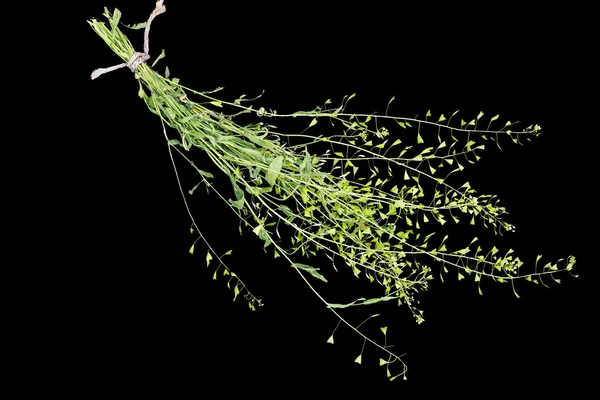 Сумочка пастуха лекарственного растения (Capsella bursa-pastoris ) Лицензионные Стоковые Изображения