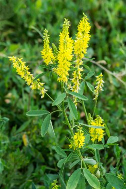Büyüme doğal bir ortamda Melilotus officinalis 