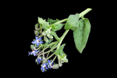 Hodan (Borago officinalis) siyah bir zemin üzerine 