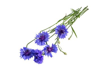 Tıbbi bitki Peygamber Çiçeği (Centaurea cyanus) üzerinde bir beyaz backgro