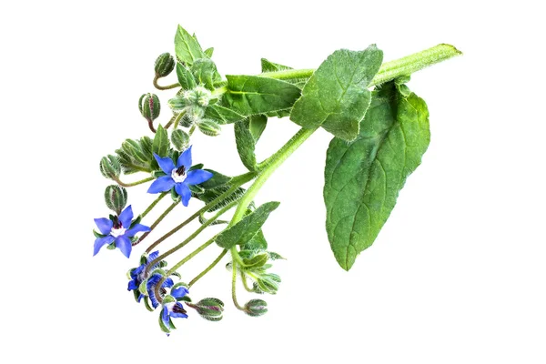 Borretsch (borago officinalis) auf weißem Hintergrund — Stockfoto