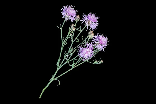 Planta medicinal Centaurea jacea sobre um fundo preto — Fotografia de Stock